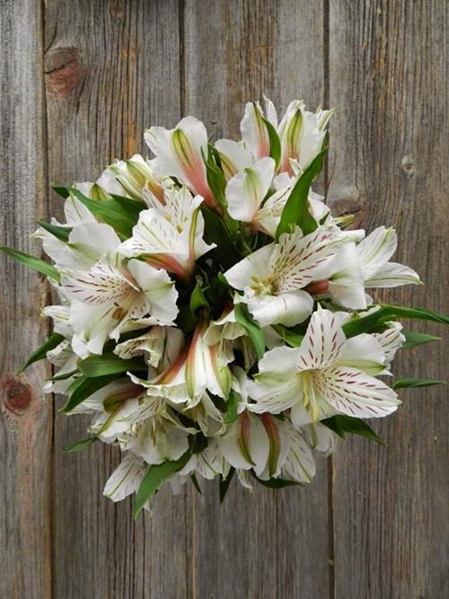 NETTED WHITE ALSTROMERIA